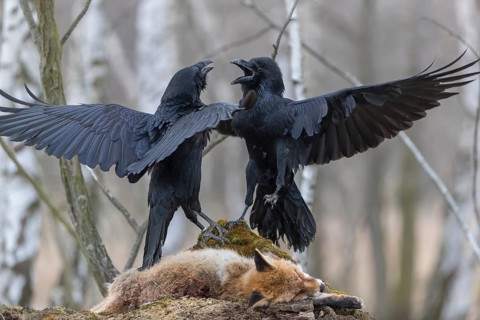 Two common raven (Corvus corax), fighting and feeding on the carcass of a red fox lying on stones