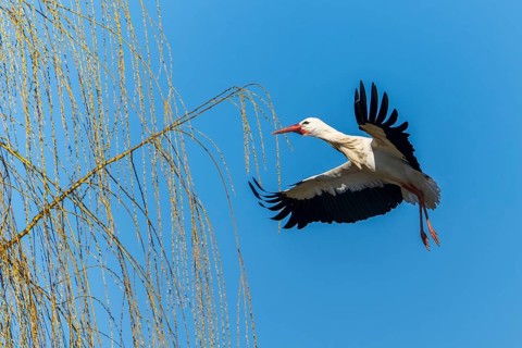 A stork flies next to an overhanging willow branch in the bright blue sky, white stork (Ciconia