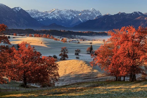 Autumn coloured trees, oaks, meadow, hoarfrost, morning light, Aidling, view of Zugspitze, Alpine