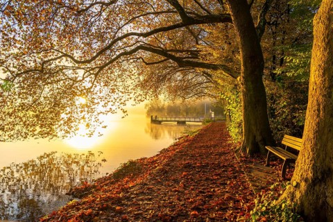 Autumn colours on the Platanen Allee, Hardenberg Ufer, lakeside path on Lake Baldeney, near Haus