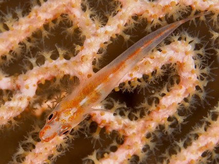 A delicate, almost invisible fish, Mozambique ghost goby (Pleurosicya mossambica), rests well