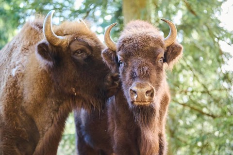 European bison (Bison bonasus) portrait in a forest in spring, Bavarian Forest, Germany, Europe