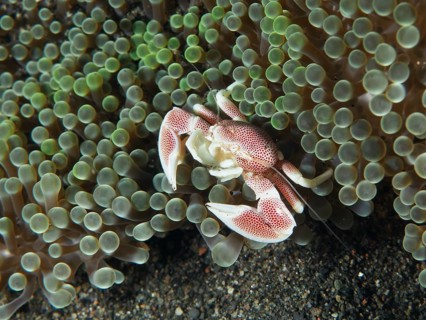 Small spotted porcelain crab (Neopetrolisthes maculatus) hidden between the tentacles of a green