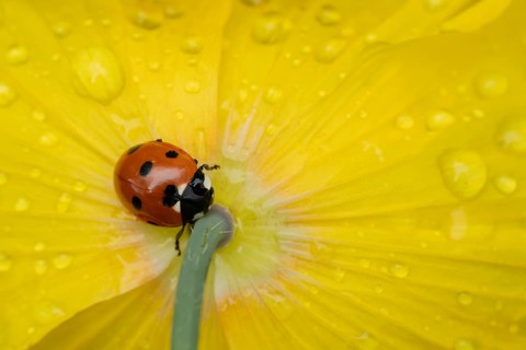 Seven-spot ladybird (Coccinella septempunctata) adult insect on a garden yellow poppy flower in