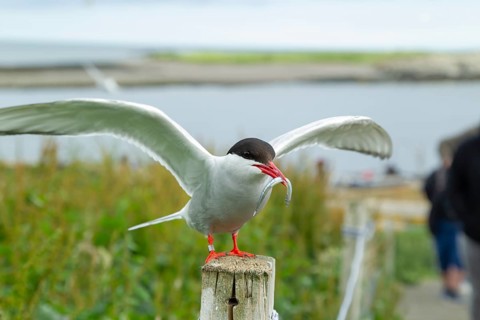 Arctic tern (Sterna paradisaea) adult bird on a wooden post carrying a fish in its beak in the