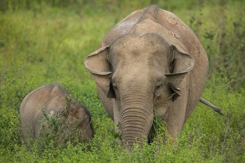 Indian elephants (Elephas maximus indicus), Khiri Khan, Hua Hin, Kui Buri National Park, Thailand,