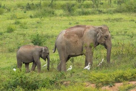 Indian elephants (Elephas maximus indicus), Khiri Khan, Hua Hin, Kui Buri National Park, Thailand,