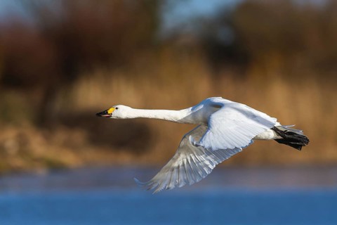 Tundra Swan, Bewick's Swan, Cygnus columbianus in flight at winter in Slimbridge, England, United
