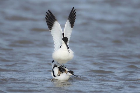 Pied avocet (Recurvirostra avosetta) two adult wading birds mating in shallow water, England,