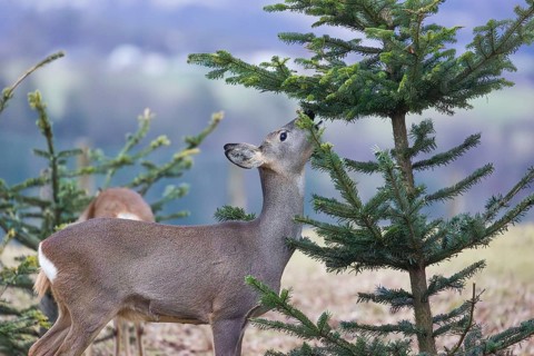 A female roe deer (Capreolus capreolus) stands in a meadow and nibbles on the needles of a fir tree