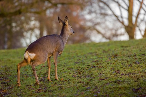 A female roe deer (Capreolus capreolus) stands urinating in a meadow