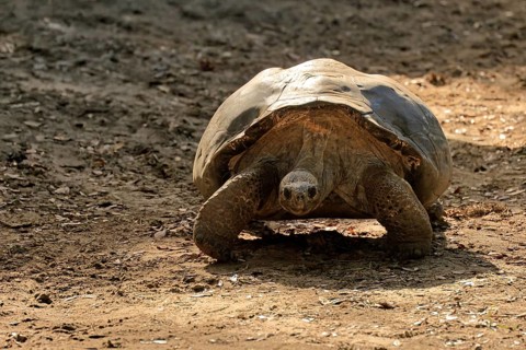 Galapagos giant tortoise (Chelonoidis niger), adult, foraging, captive, Galapagos Islands, Ecuador,
