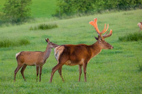 An Altai maral stag and a hind Altai wapiti or Altai elk (Cervus canadensis sibiricus) stand in a