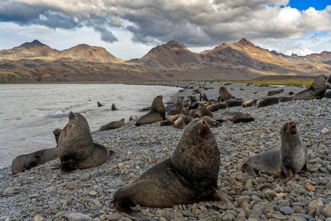 Fortuna Bay landscape with fur seals South Georgia Antarctica