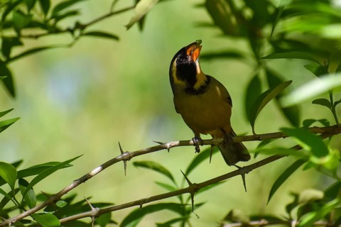 Golden-billed Saltator (Saltator aurantiirostris) in a nature reserve in Buenos Aires, Argentina,