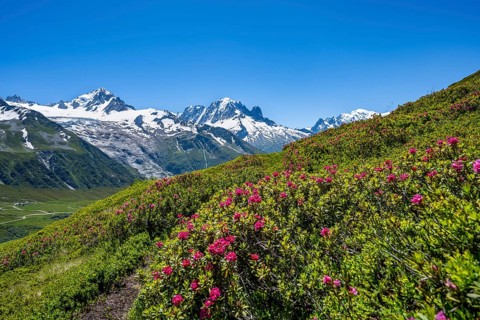 Mountain panorama with glaciated peaks and alpine roses, Aiguille Verte and Glacier du Tour, hike