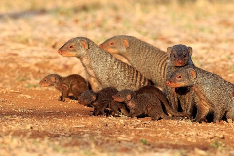 Zebra mongoose (Mungo mongoose), family with young, group, adult, at the den, Kruger National Park,