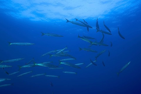 A large group of barracudas (Sphyraena sphyraena) swimming in the ocean water. Dive site Giens