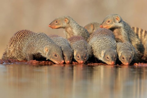 Zebra mongoose (Mungos mungo), adult, group, at the water, drinking, Kruger National Park, Kruger