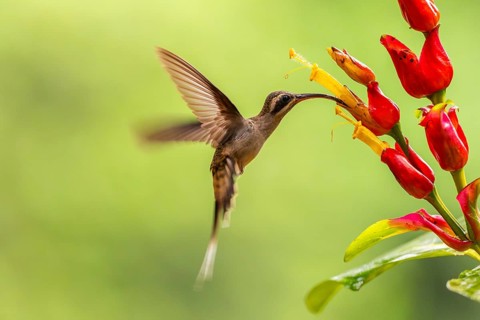 Long-billed Shadow Hummingbird (Phaethornis longirostris), Hummingbird (Trochilidae), Swiftbirds