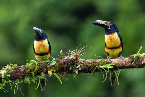 Collared Aracari (Pteroglossus torquatus), Toucans (Ramphastidae), Laguna del Lagarto Lodge,