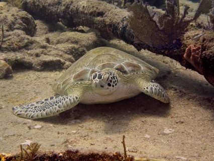 Hawksbill sea turtle (Eretmochelys imbricata imbricata) resting quietly on the sand, surrounded by