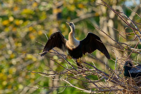 Snakebird (Anhinga anhinga), on branch, spring, Wakodahatchee Wetlands, Delray Beach, Florida, USA,