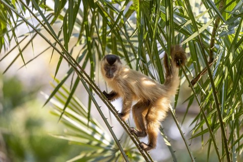 Crested capuchin monkey (Sapajus apella) or hooded capuchin, juvenile, Pantanal, Brazil, South