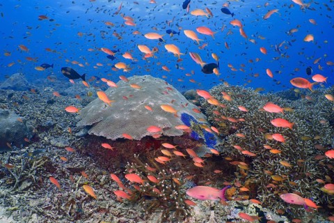 Lively underwater school of jewelled bannerfish (Pseudanthias squamipinnis) in front of a large