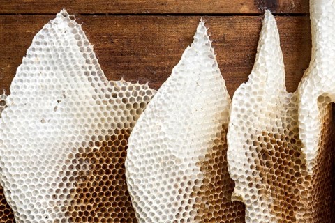 Honeycomb abandoned by colony, honeycomb, wild natural burrow on outside of hive, light-coloured
