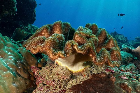 Mushroom leather coral (Sarcophyton glaucum) spreading on a rock in the clear sea, dive site