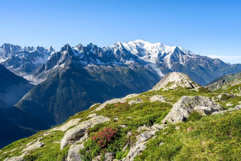 Mountain landscape with alpine roses, mountain panorama of the Mont Blanc massif with glaciated