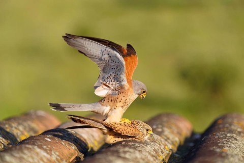 Pair of lesser kestrels (Falco naumanni), copula on the roof of an abandoned finca, Extremadura,