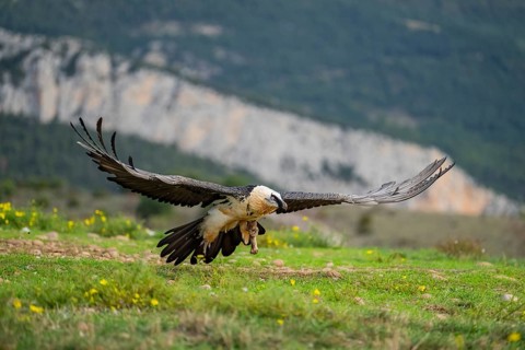 Bearded Vulture (Gypaetus barbatus) adult bird in flight with mountains in the backround, Pyrenees,
