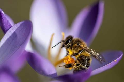 Elfin crocus (Crocus tommasinianus) with honey bee (Apis mellifera), Emsland, Lower Saxony,