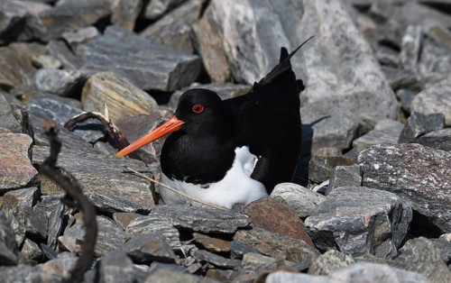 Oystercatcher, (Haematopus ostralegus) breeds in the rocks, Norway, Europe