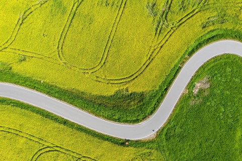 Aerial view of the winding serpentine road between blossoming rapeseed fields from Reifland to