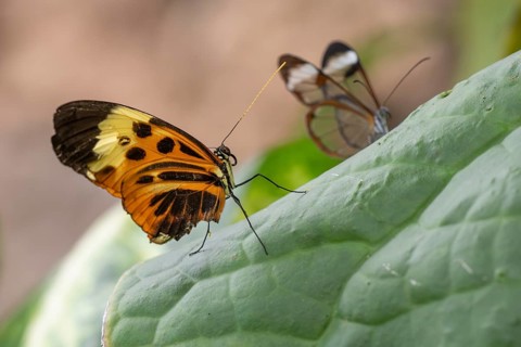 Ithomiine butterfly (Melinaea satevis) on a green leaf, Butterfly House, Botanical Garden or