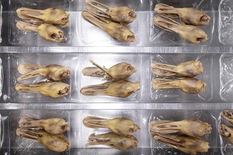 Production of salted duck heads in the Nan Jing Ying Tao Yo Co. Ltd. factory, a popular snack, the
