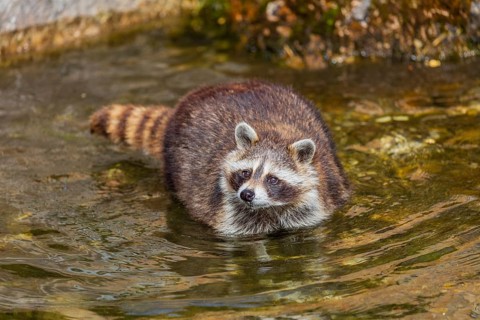 One adult Raccoon Procyon lotor, stands in the shallow water of a creek between rocks and searches