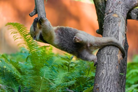 One southern tamandua (Tamandua tetradactyla), climbs in an artistic way in a tree in a forest