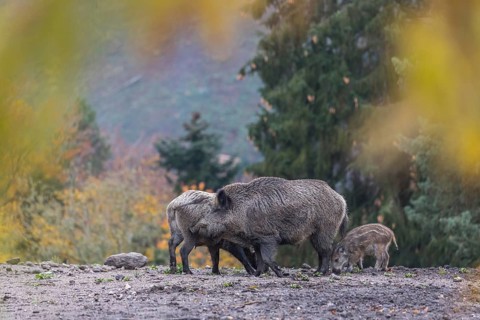 A group of wild boar or wild pig (Sus scrofa), walking over an opening in early morning light,