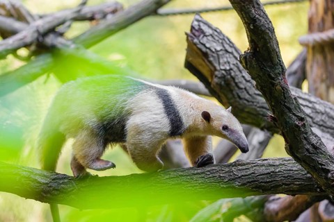 One southern tamandua (Tamandua tetradactyla), climbs up a tree in a forest