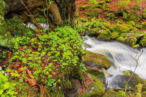 Kleine Ohe creek below Waldhaeuser village in the Bavarian Forest Nationalpark. Flowing water,