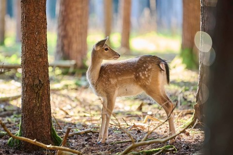 European fallow deer (Dama dama) youngsters in a forest, Bavaria, Germany, Europe