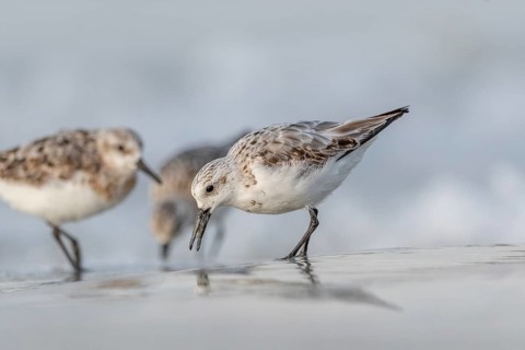 Sanderling (Calidris alba) feeding on a beach. Camaret sur mer, Crozon, Finistere, Brittany,