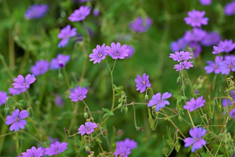 Blossoms of the Pyrenean cranesbill (Geranium pyrenaicum), Switzerland, Europe