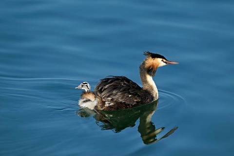 Great Crested Grebe (Podiceps Scalloped ribbonfish), swimming in the water with a chick in its