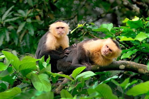 Panamanian white-faced capuchin (Cebus imitator) family in a tree, Costa Rica, Central America