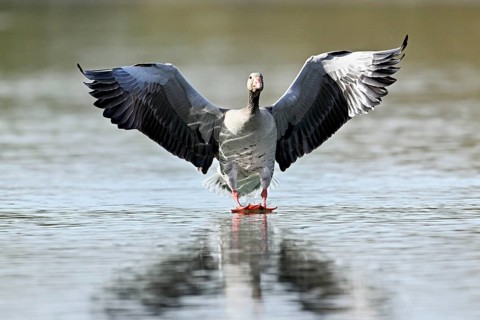 Greylag goose (Anser anser), approaching the water, Flachsee, Canton Aargau, Switzerland, Europe